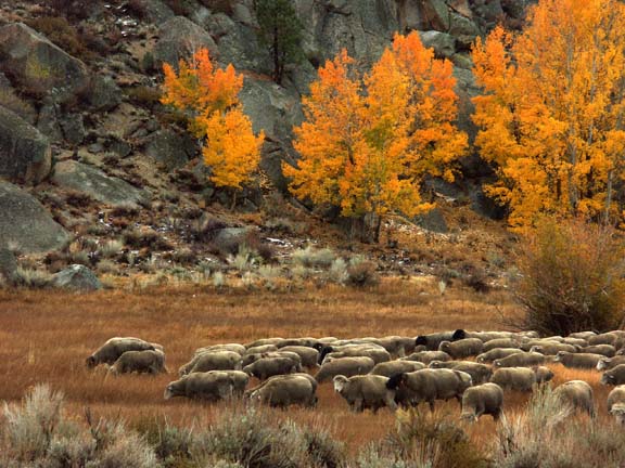 Sheep, Aspens