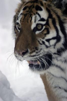 Bronx Zoo in Winter