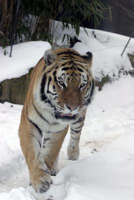 Bronx Zoo in Winter