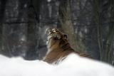 Bronx Zoo in winter
