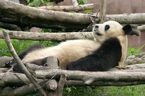 Giant Panda