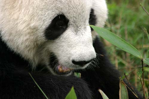 Giant Panda