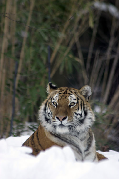 Bronx Zoo in Winter