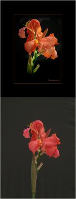 Canna-Lily-by-Nikon-995.jpg