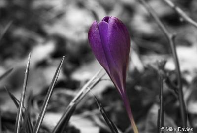 Early spring Crocus