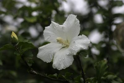 IMG_3453.jpg