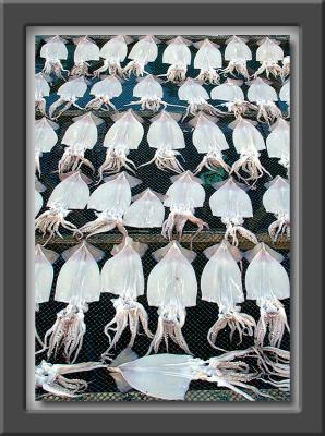 Drying Squid