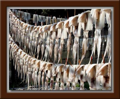 Drying Squid