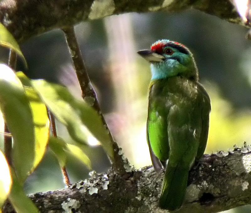 Moustached Barbet<BR><I>Megalaima incognita</I>