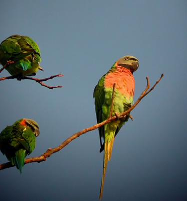 Red-breasted ParakeetPsittacula alexandri