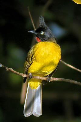 Black-crested BulbulPycnonotus melanicterus