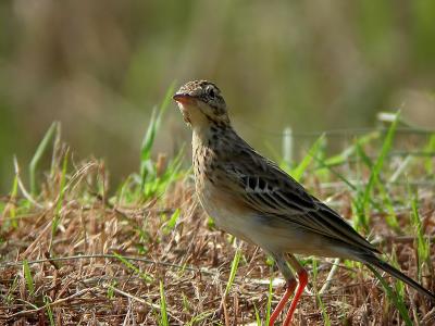 Paddyfield PipitAnthus rufulus