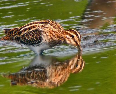 Common SnipeGallinago gallinago