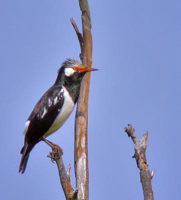 Asian Pied StarlingSturnus contra