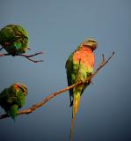 Red-breasted Parakeet<br><i>Psittacula alexandri</i>