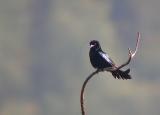 Spangled Drongo<BR><I>Dicrurus hottentottus</i>