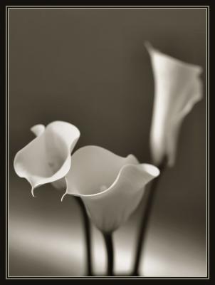 3 yellow callas in sepia