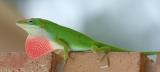 Green Anole, male