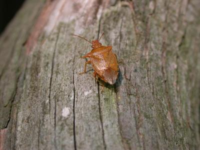 Stink Bug