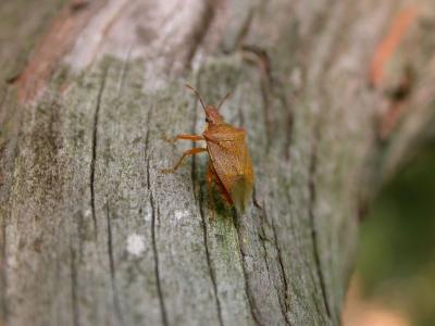 Stink Bug