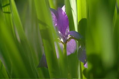 Hidden Iris