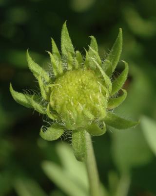 Blanket Flower Bud