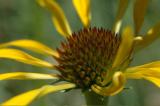 Coneflower