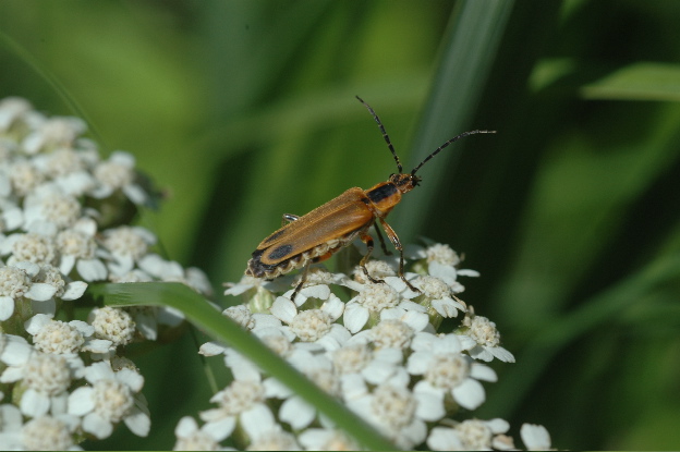 Beetle