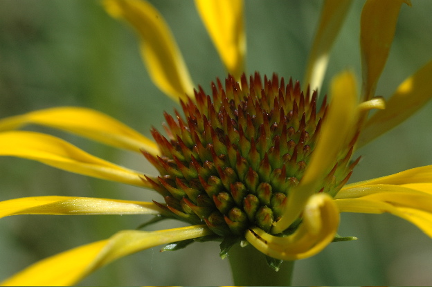 Coneflower
