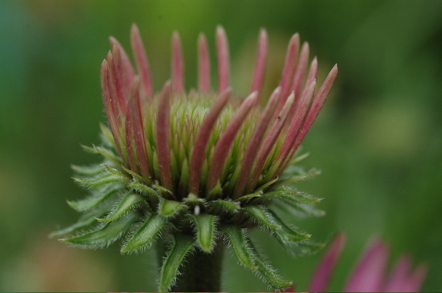 Clover