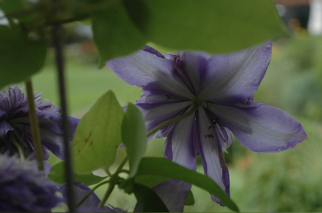 Clematis