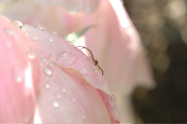 SpiderOnPeony