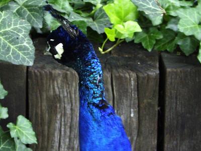 Peacock.jpg