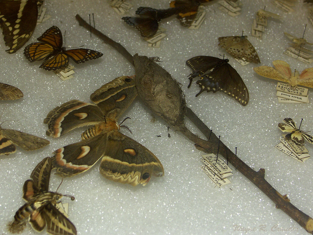 Butterfly Display.jpg