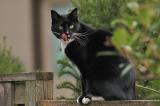 DSC_7321_cat.jpg