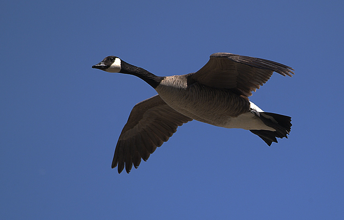 DSCF0271_1_300mm AFS-crop.JPG