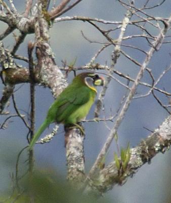 Fire-tufted Barbet