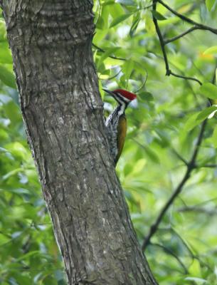 Common Flameback male