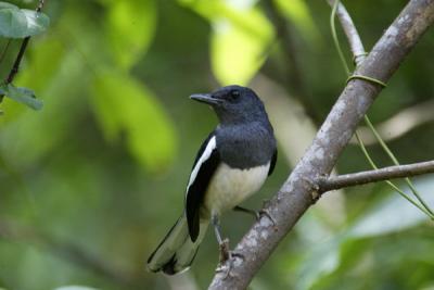 Oriental Magpie Robin