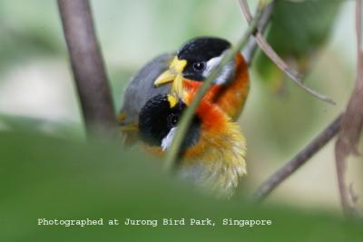 Silver-eared Mesias grooming