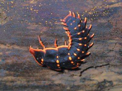 Trilobite beetle female