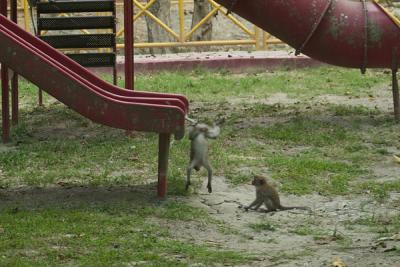 Long-tailed Macaques - one way to come off a slide