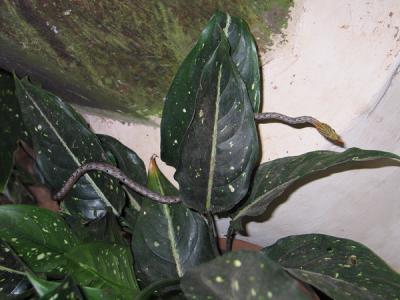 Long-nosed Whip Snake - spotted in a potted plant at the Borneo Rainforest Lodge