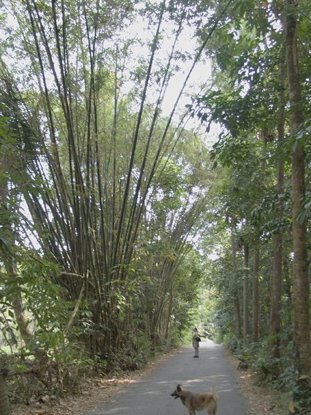 Stand of bamboo at Pulau Ubin