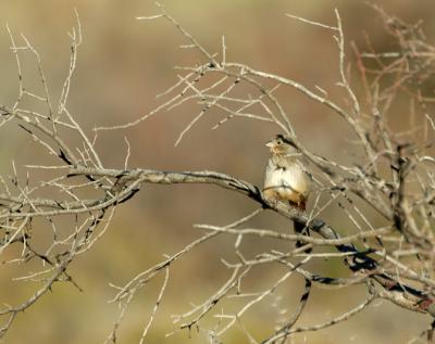 BBNP003.jpg