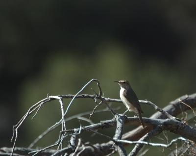 BBNP016.jpg