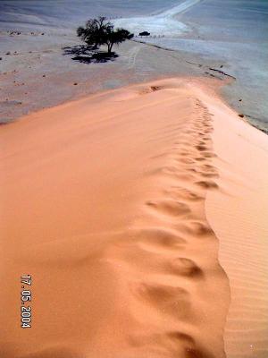 Climb up Dune 45 Sossusvlei