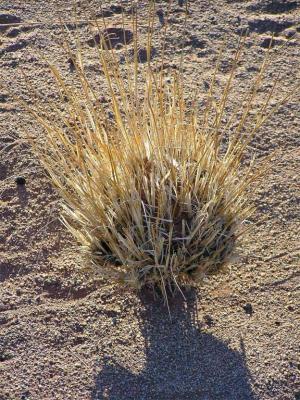 The Bush Namibia