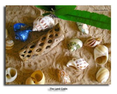 u46/dhnieman/medium/39936110.TheLandCrabs.jpg