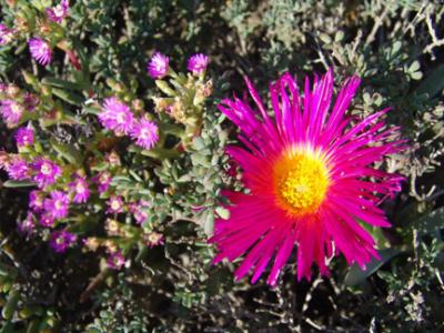 Namaqua Flowers 02.jpg